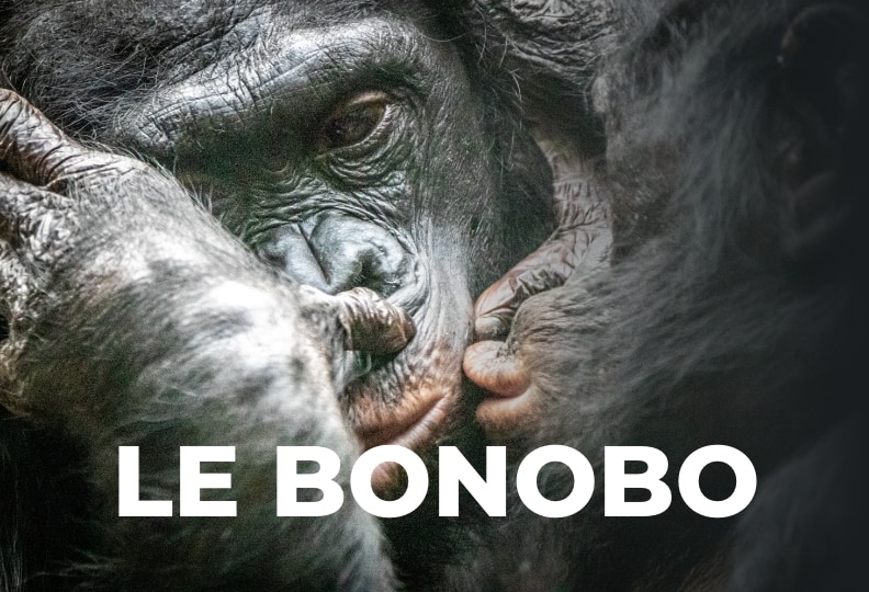 Le Bonobo