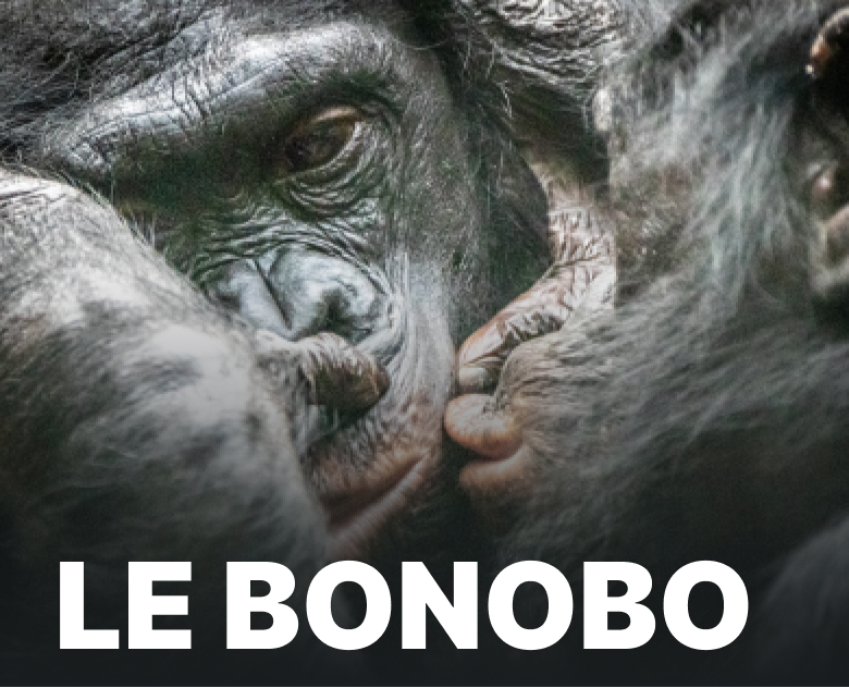 Le Bonobo