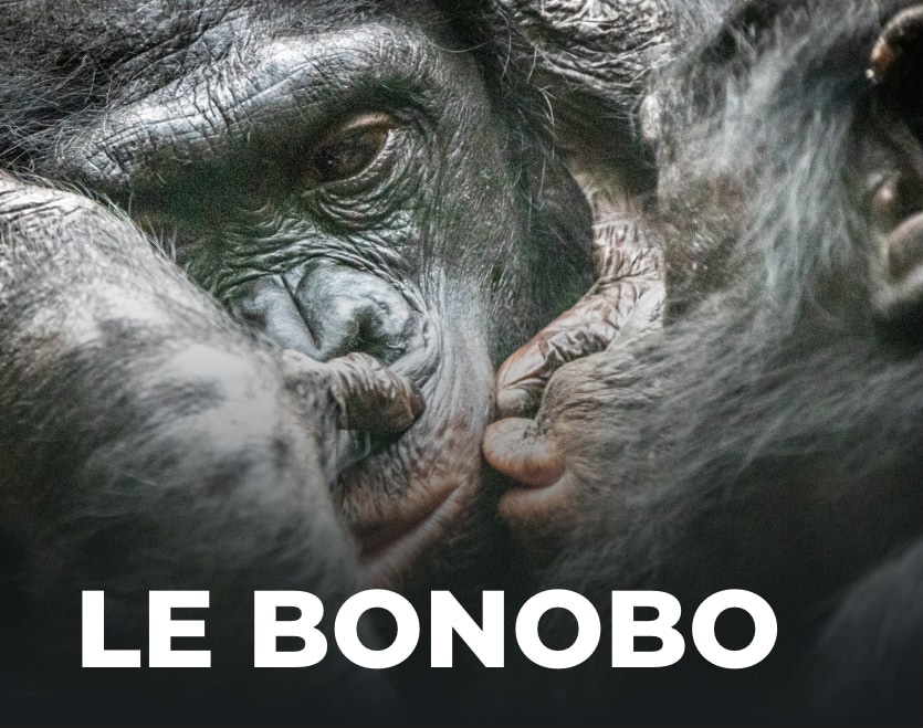 Le Bonobo